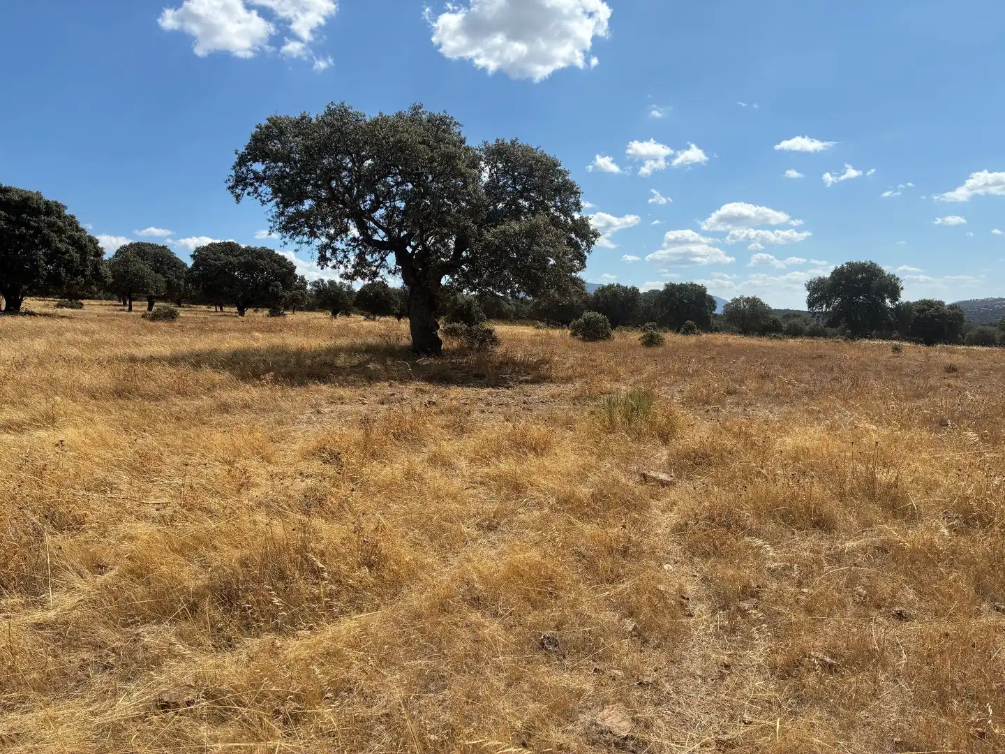 Terreno rustico in vendita a Mohedas de la Jara, imagen 12
