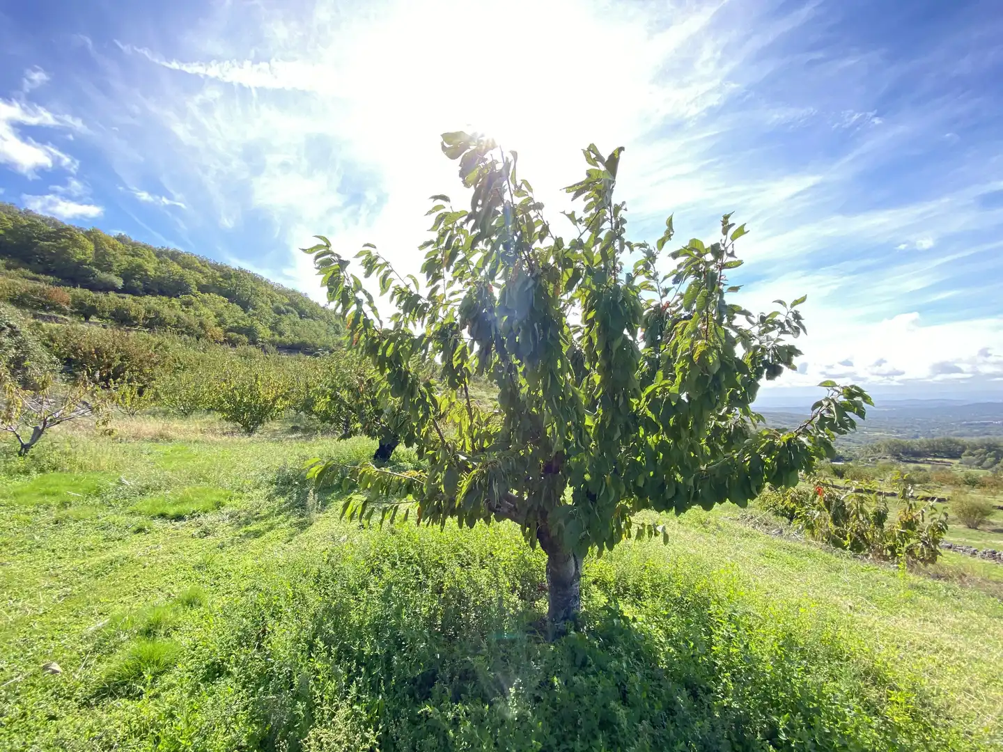 Terreni e lotti in vendita a Barrado, imagen 23