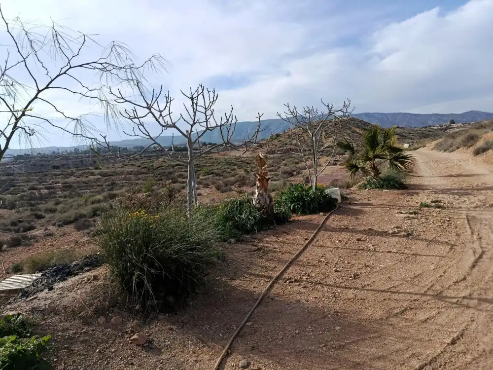 Jardí de Casa o xalet en venda en Sax