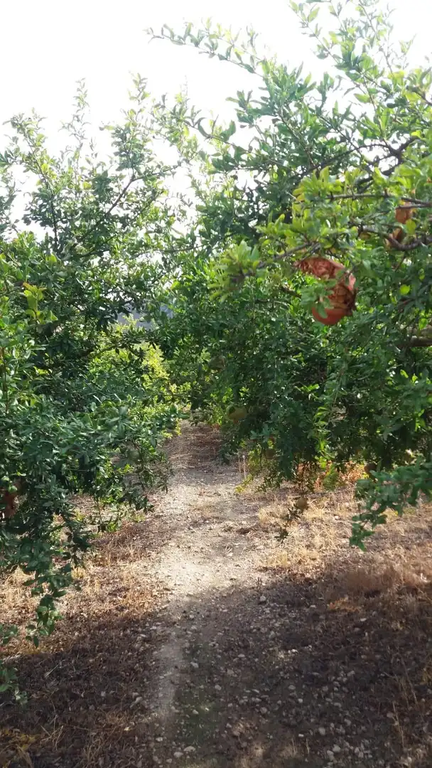Rural land for sale in Villamena, imagen 12