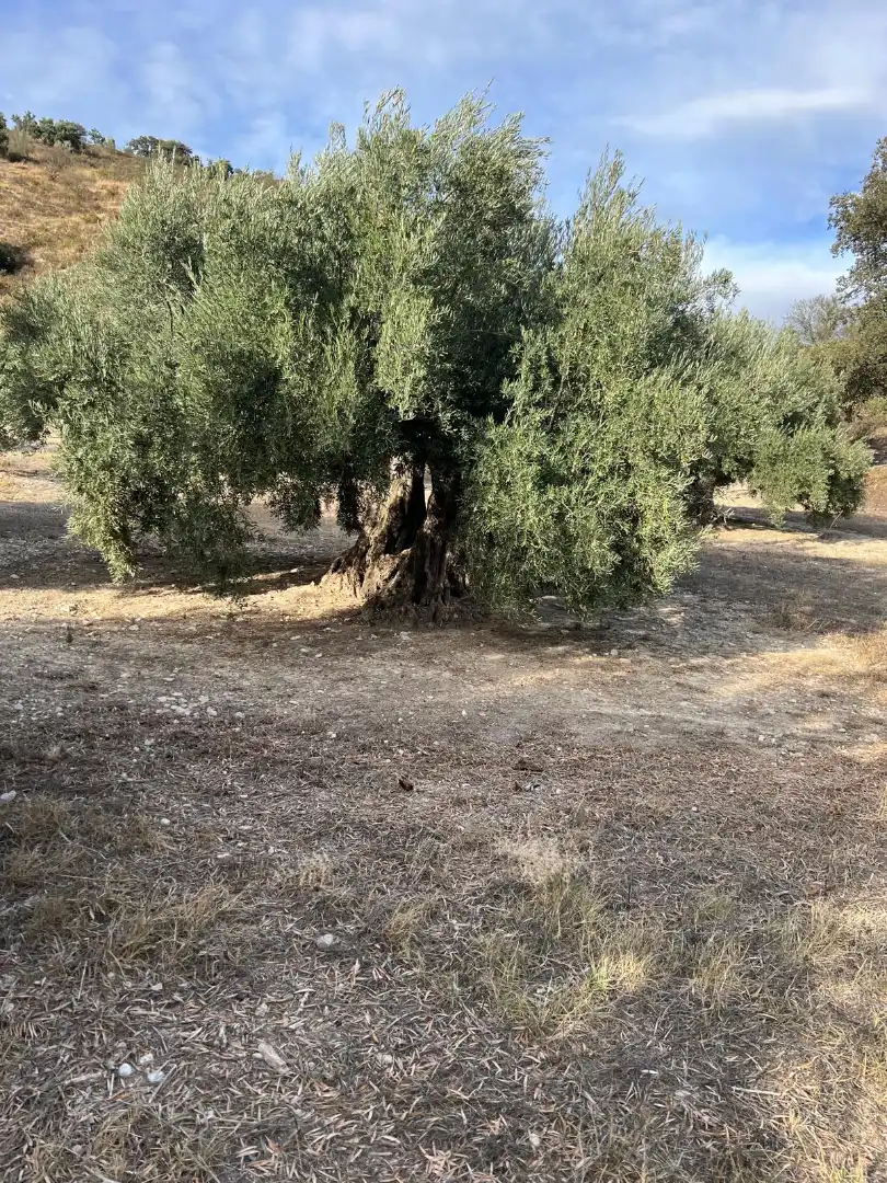 Terreny rústic en venda a Almedinilla, imagen 6
