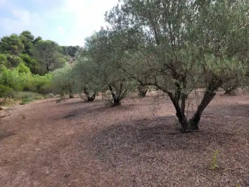 Terrain rustique à vendre à Pt La Costera de Játiva, imagen 11