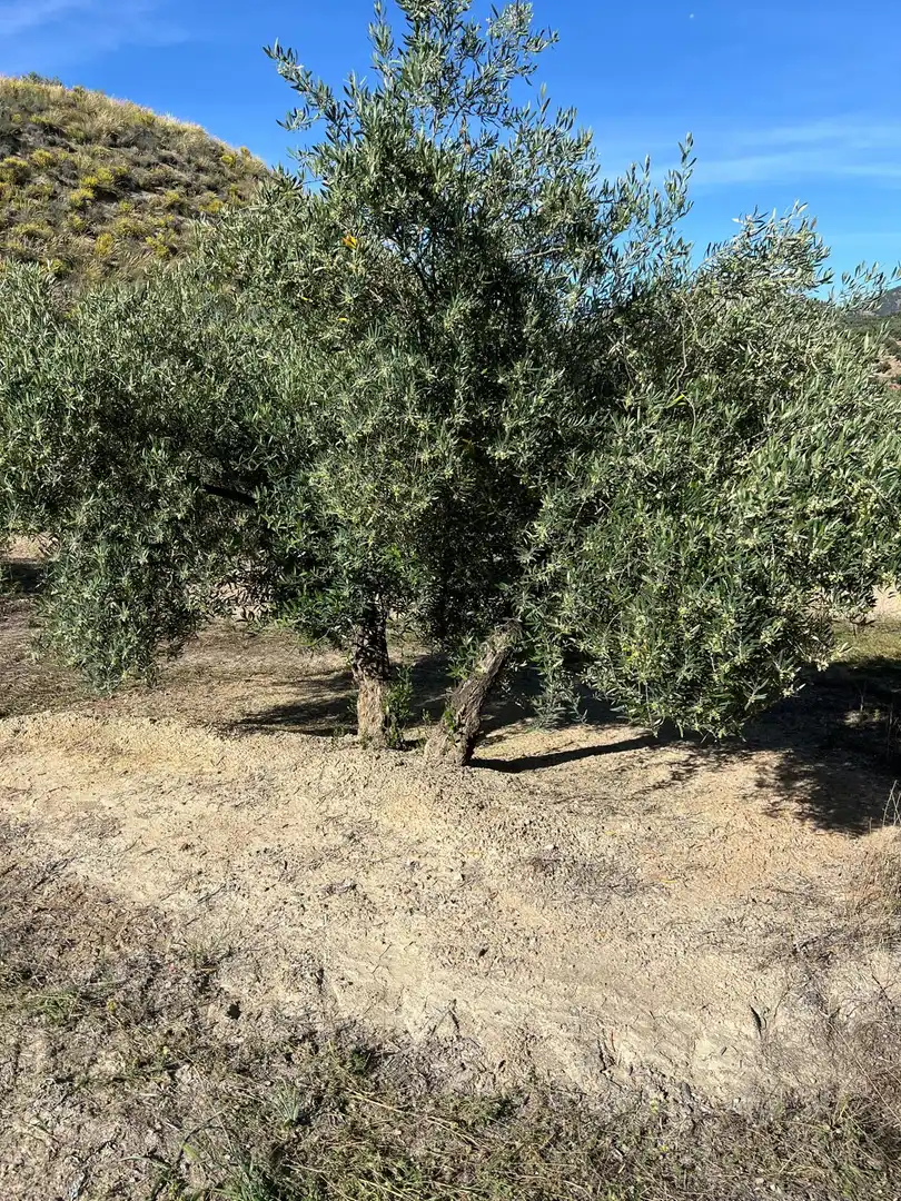 Terrenys i solars en venda a Fuente-Tójar, imagen 3