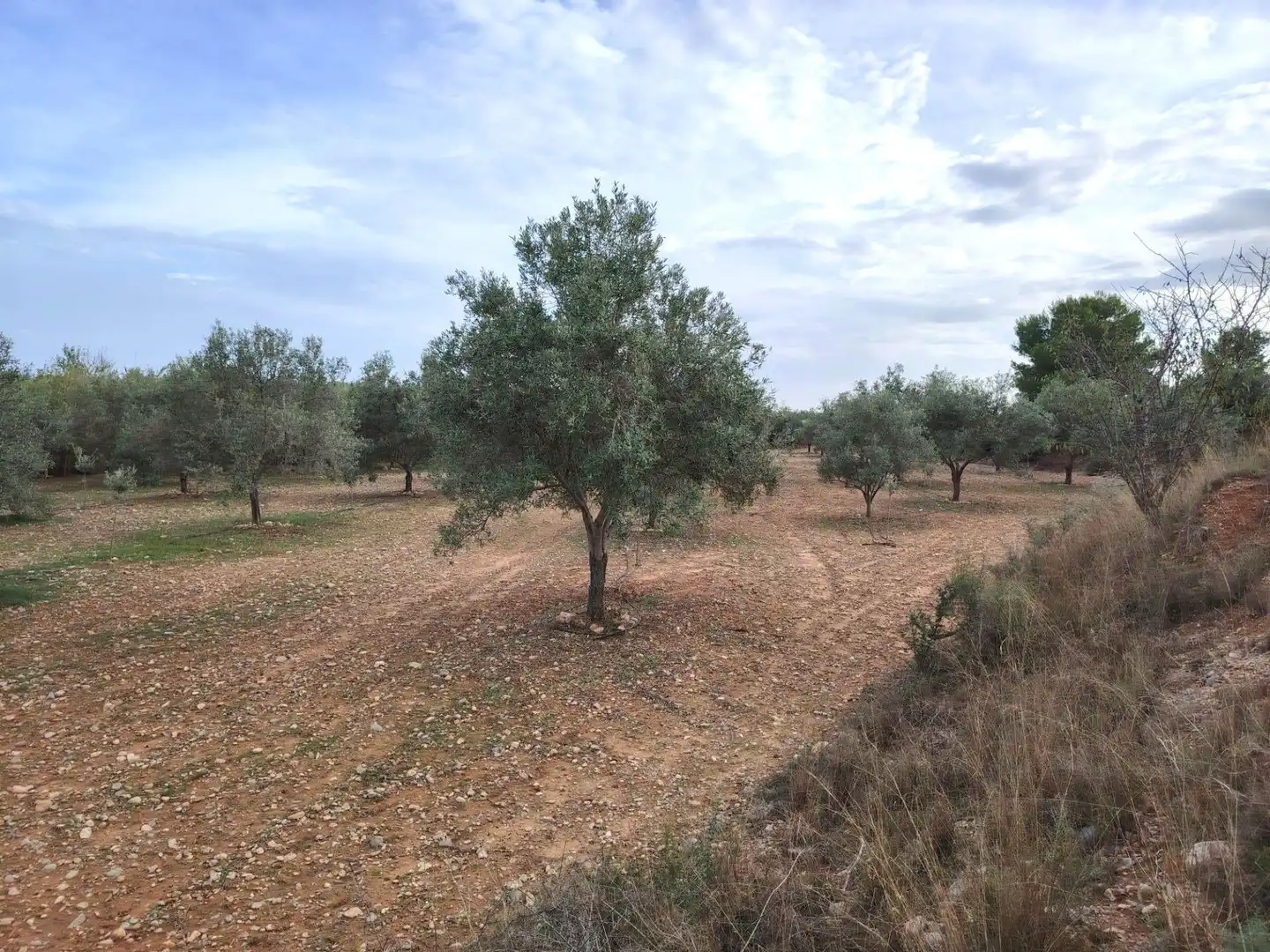 Terrain rustique à vendre à Santa Bárbara, imagen 2