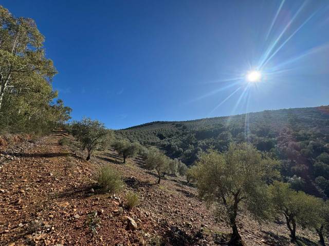 Terreno en Venta en PELACILLAS en Castañar de Ibor