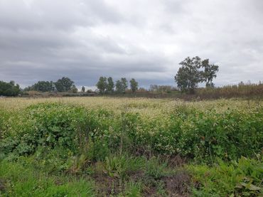 Terreno rustico in vendita a Parque de la Constitución 5a