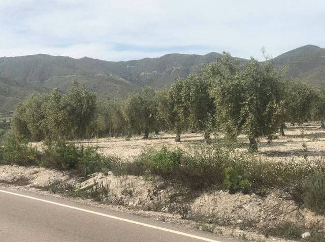 Terreno en Venta en Calle Molino de Viento en Vélez-Blanco