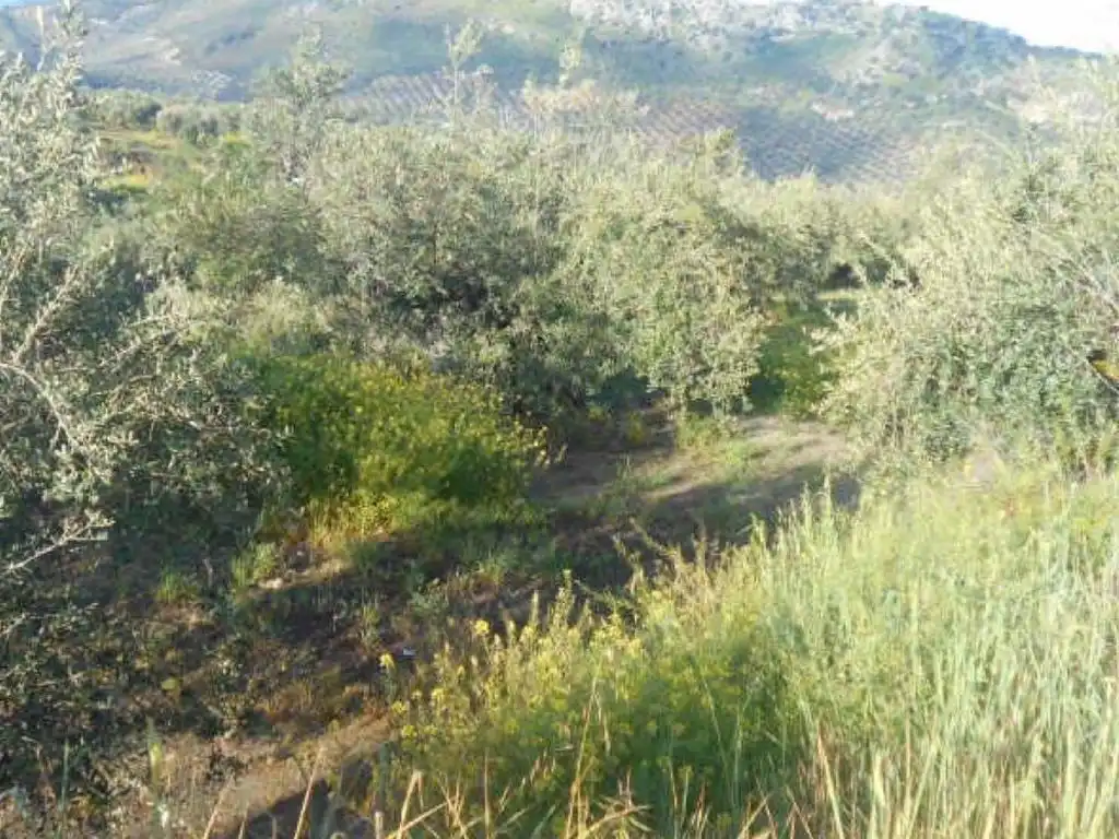 Terreno en venta en Fuente-Tójar