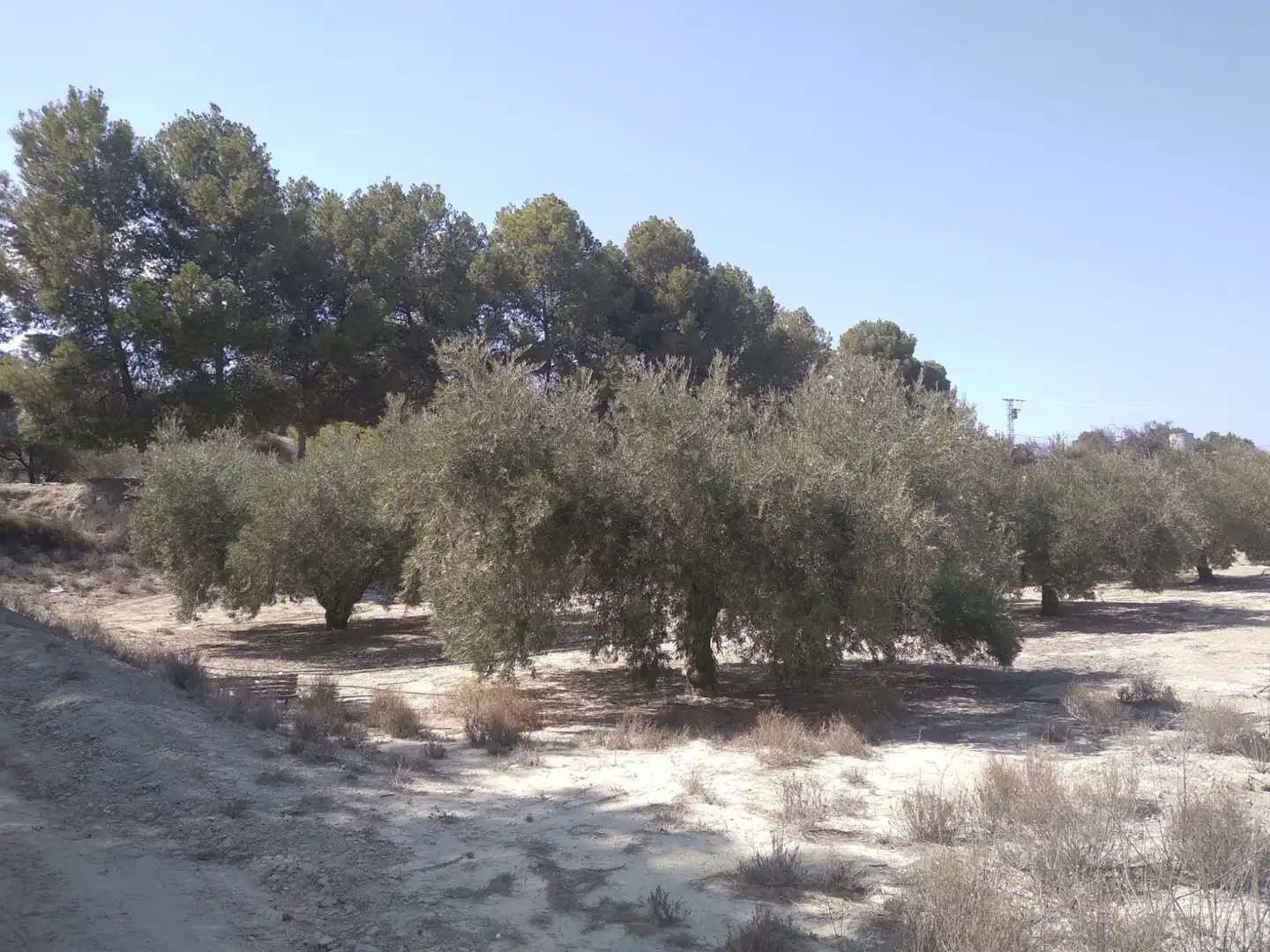 Terreni e lotti in vendita a Campos del Río, imagen 15