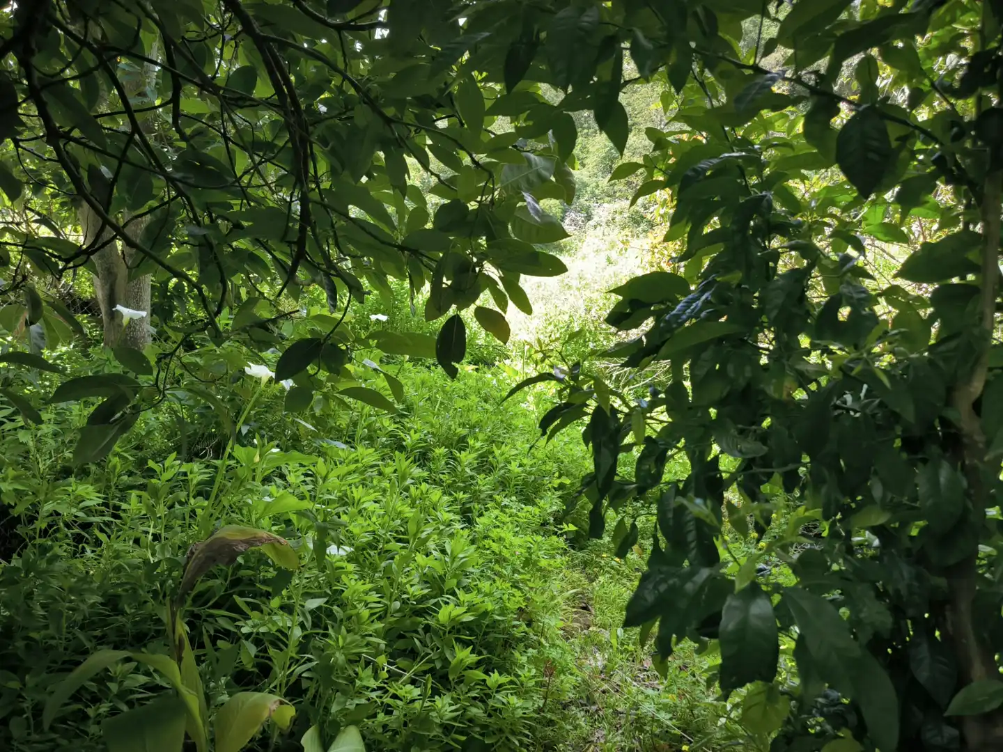 Jardín de Finca rústica en venta en Moya (Las Palmas)