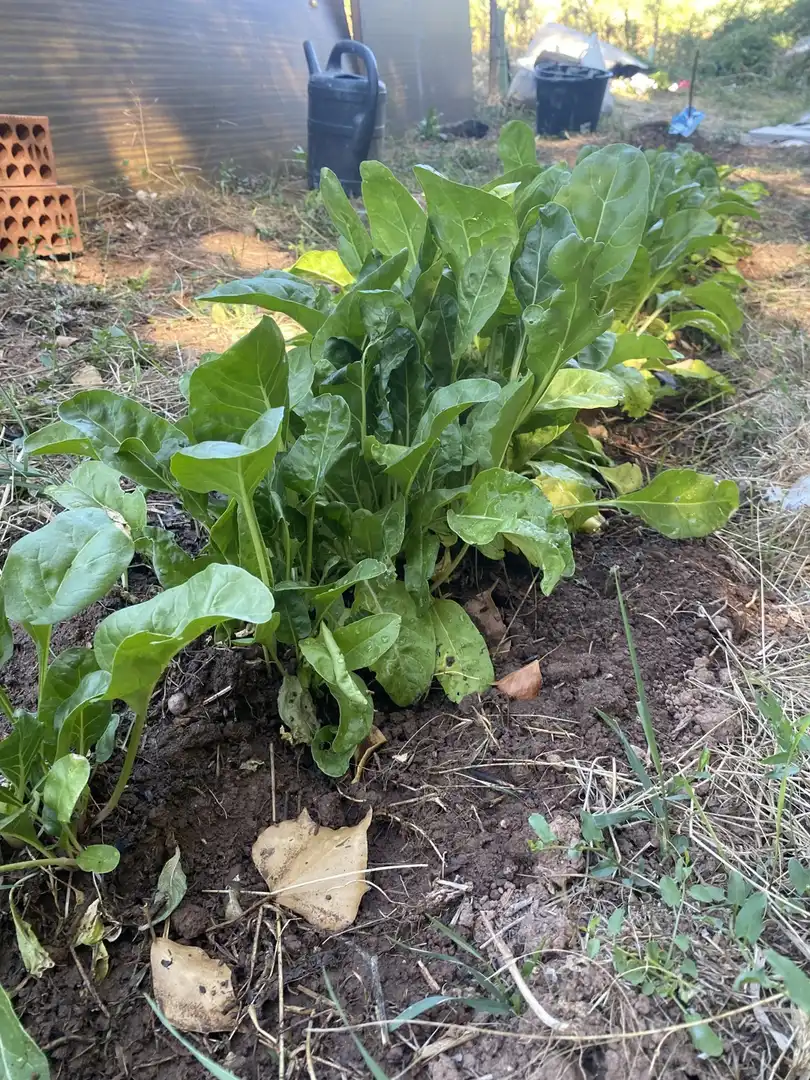 Garten von Grundstücke zur Miete in Clarés de Ribota