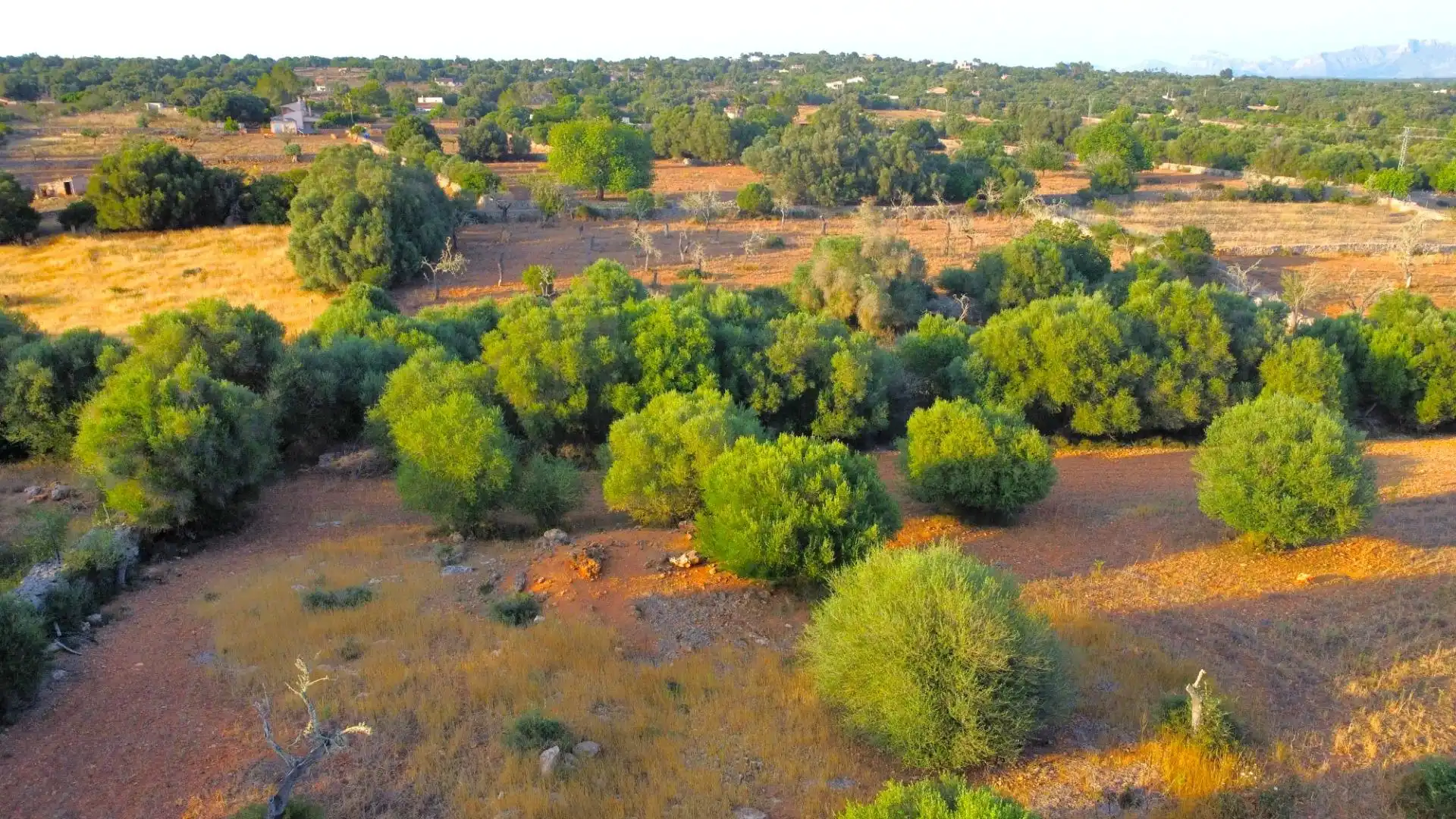 Terreno rustico in vendita a Santa Margalida Poble, imagen 5