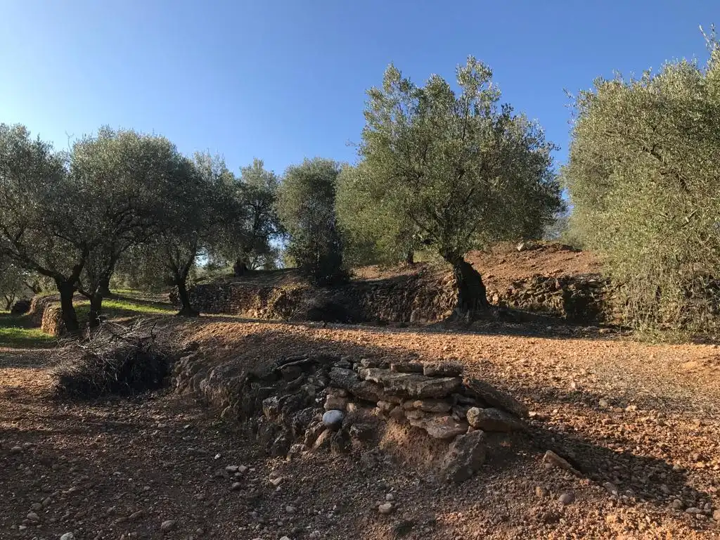 Terrain rustique à vendre à El Bruc, imagen 12