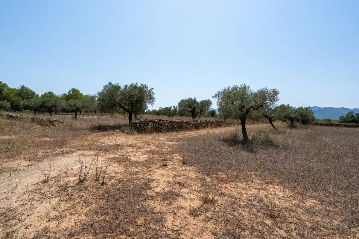 Rural land for sale in C-12 77, imagen 18
