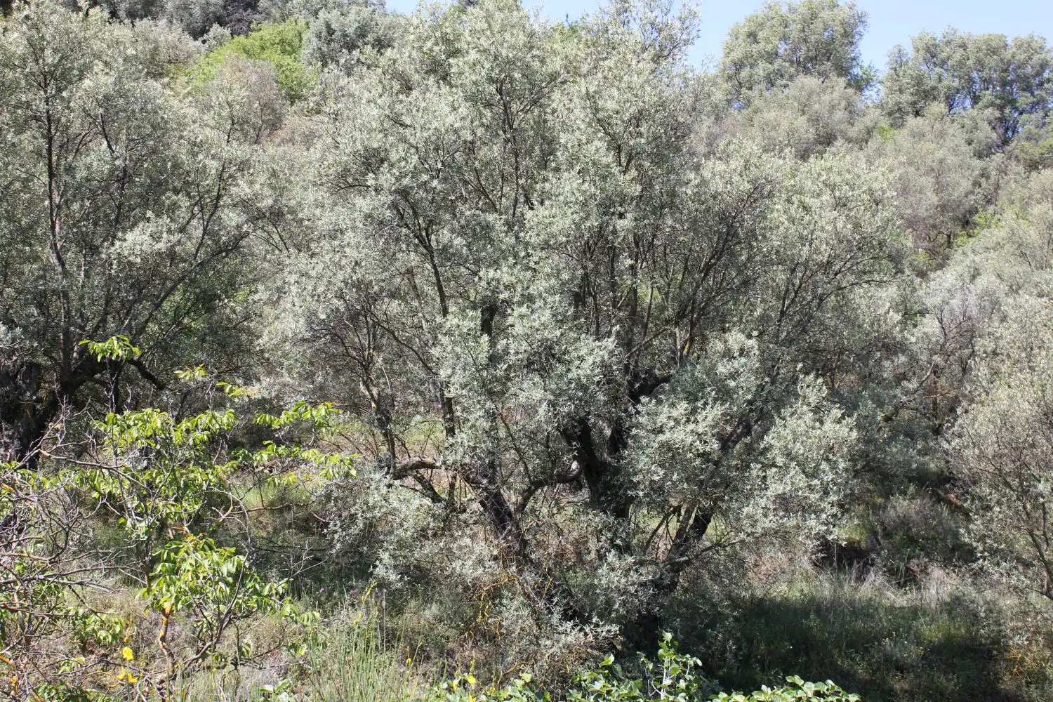Terreni e lotti in vendita a andalucia, imagen 11