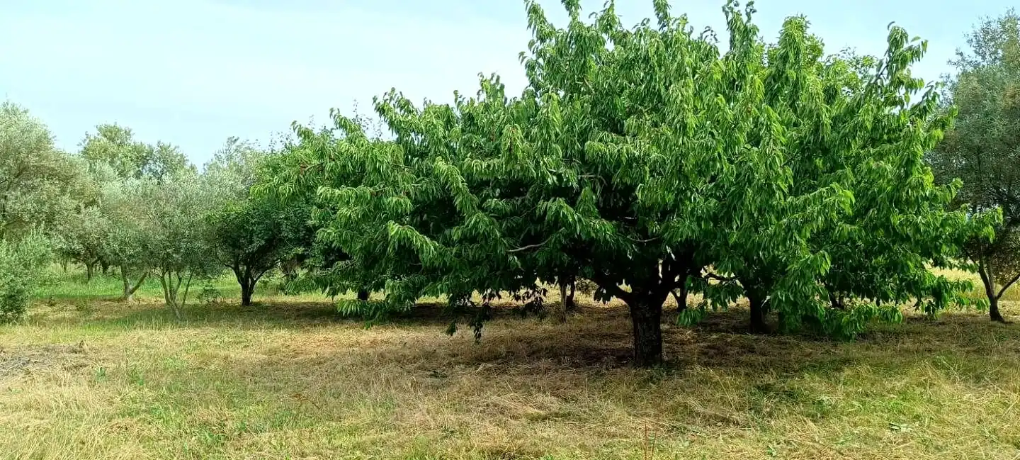 Finca rústica en venta en Mendavia con Jardín privado