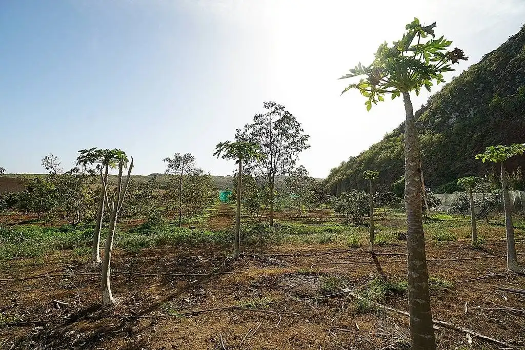 Finca rústica en venta en Camino DEHESA, 10, Santa María de Guía de Gran Canaria
