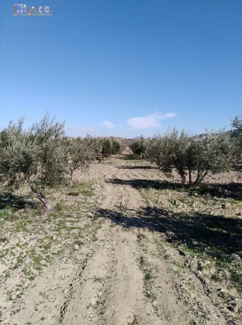 Terrenys i solars en venda a Bullas, imagen 2