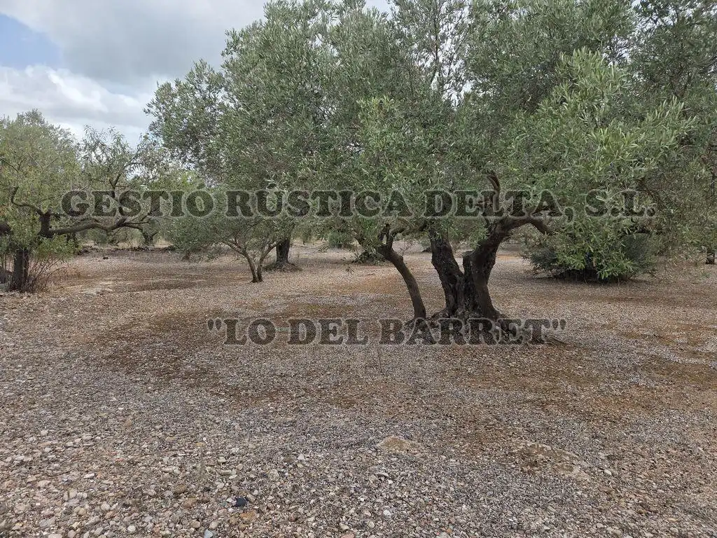 Terreno rústico en venta en Poligono 8, imagen 3