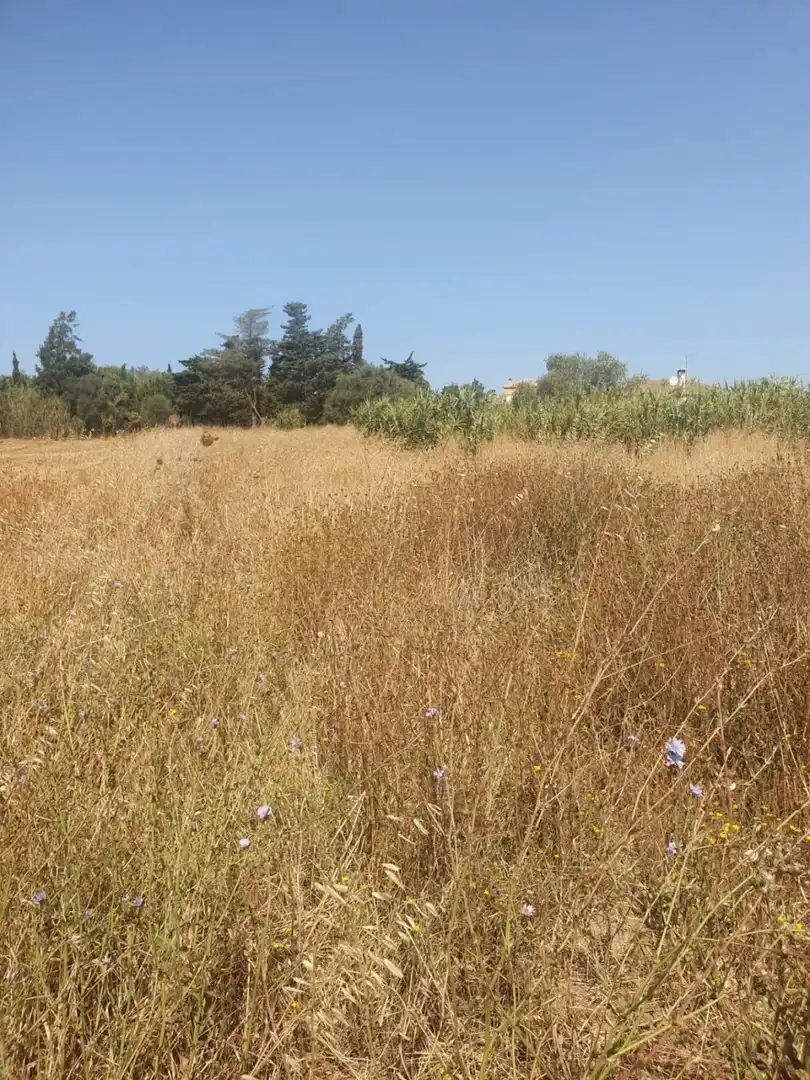 Residential land for sale in Las Lagunas - Campano, imagen 3