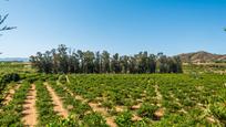 Land for sale in Pizarra