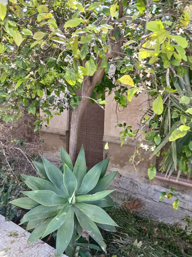 Garden of Houses for sale in Rojales