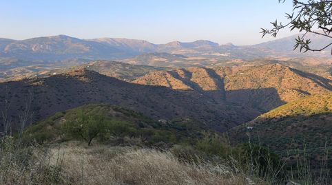 VENTA FINCA CON VIÑEDOS LOS LAGARES, immagine 4