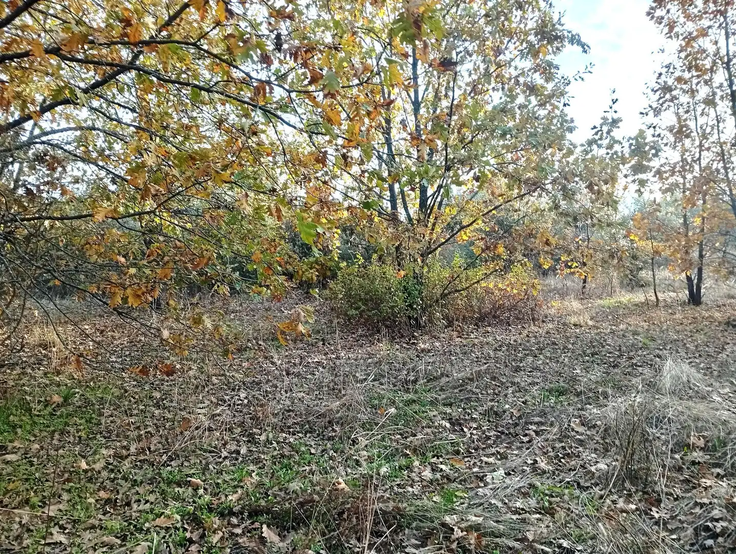 Terreni e lotti in vendita a Viandar de la Vera, imagen 15