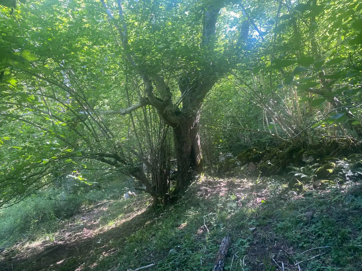 Terreno rustico in vendita a SEGÜENCO, imagen 4