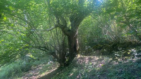 Foto 4 de Terreny en venda a Següenco, Cangas de Onís, Asturias