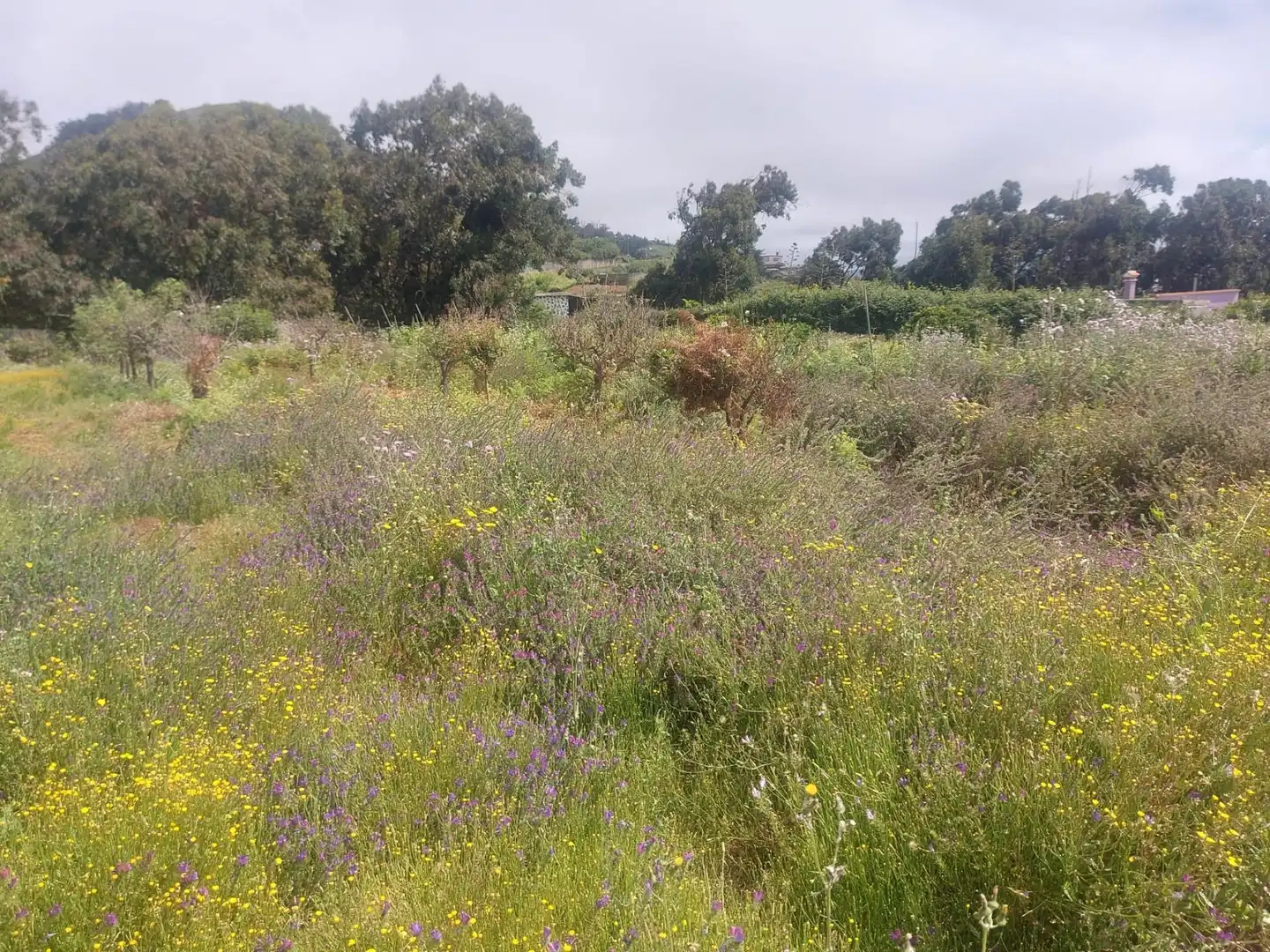 Finca rústica en venta en El Rosario con Jardín privado, Terraza y Alarma