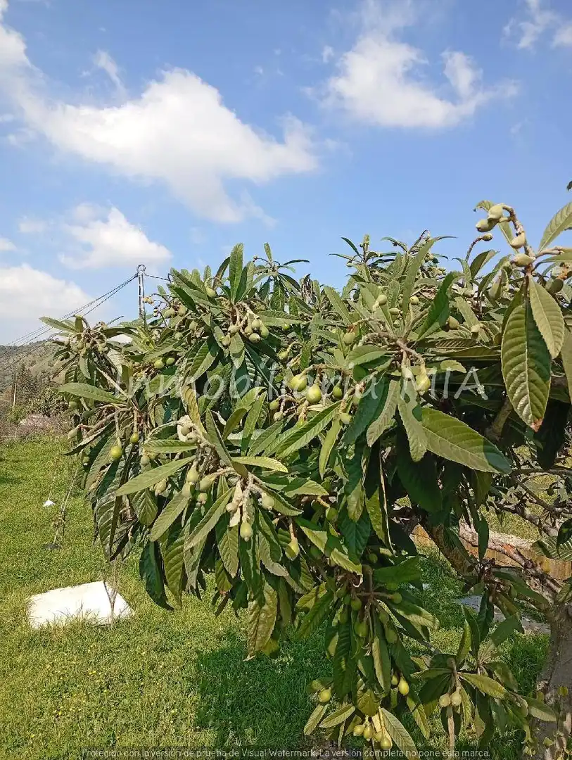Jardí de Casa o xalet en venda en Coín