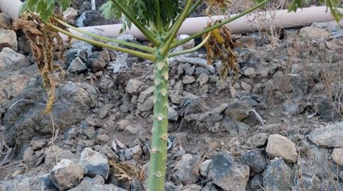 Foto 4 von Grundstücke zur Miete in Tf-247, 12, Cuevecitas - Malpaís, Candelaria