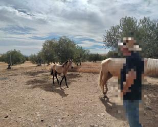 Vista exterior de Finca rústica en venda en Puertollano amb Piscina