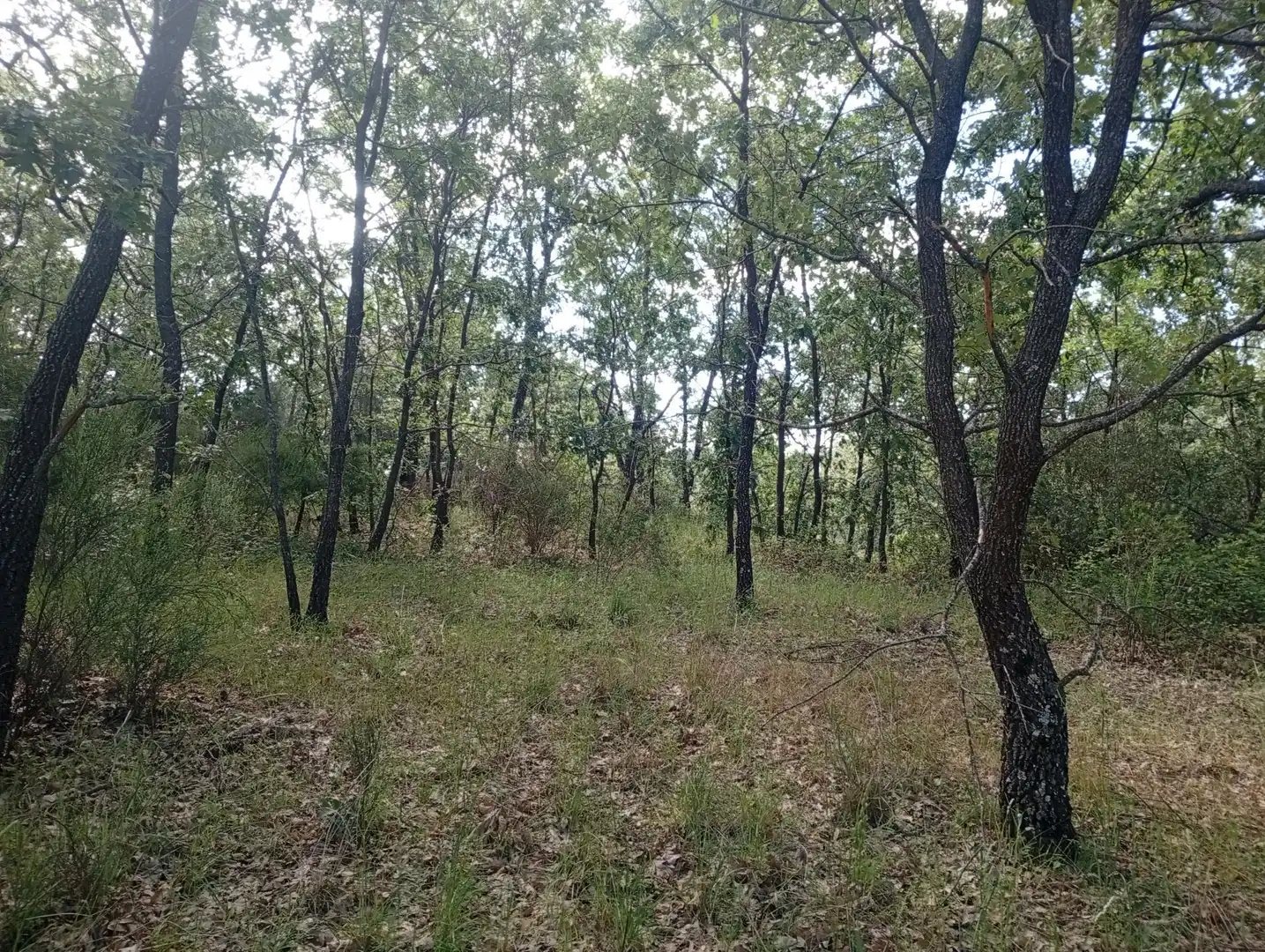 Terreni e lotti in vendita a Losar de la Vera, imagen 10