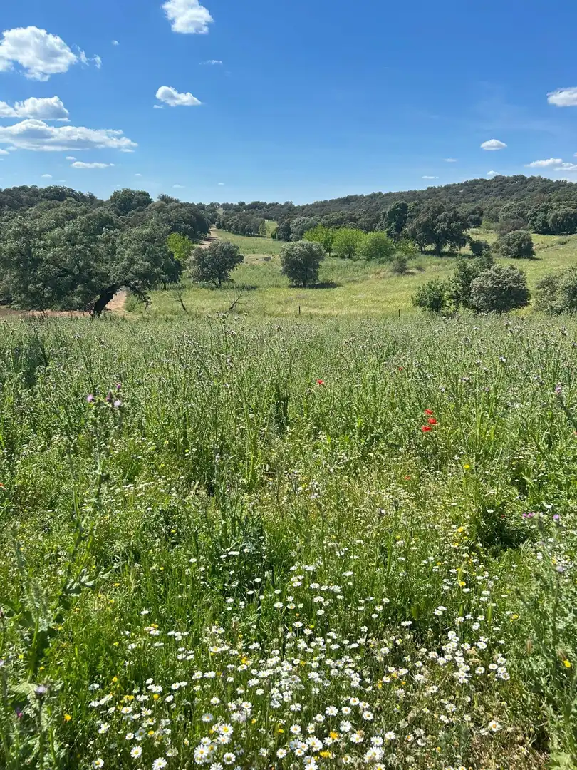 Finca rústica en venta en Alanís