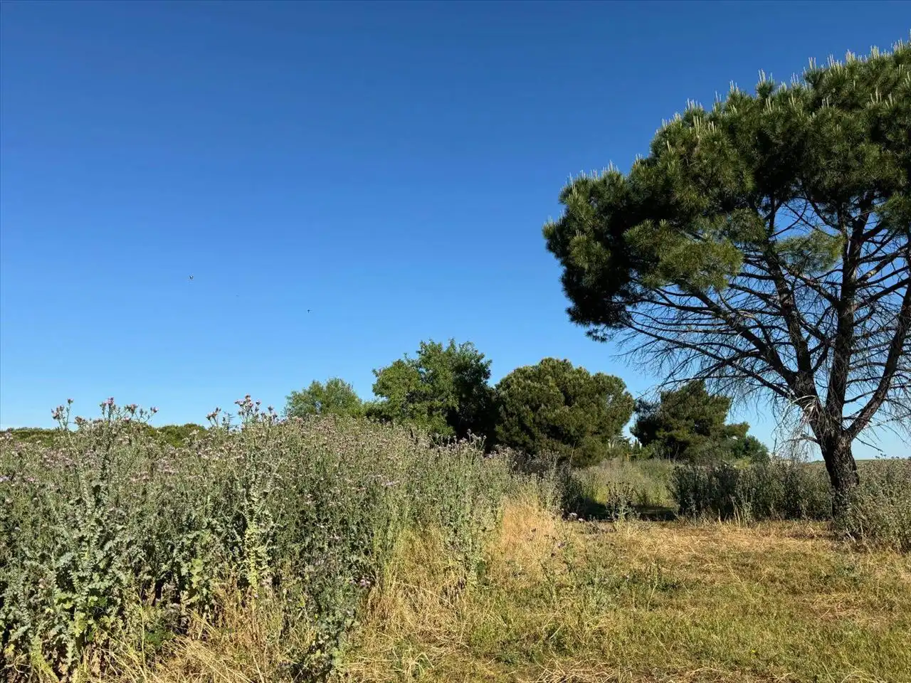 Residential for sale in Chorrillo