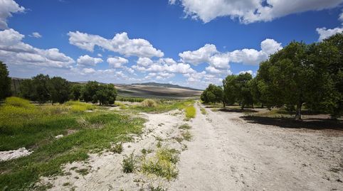 2 Parcelas de cultivo juntas en Nueva Jarilla, imatge 3