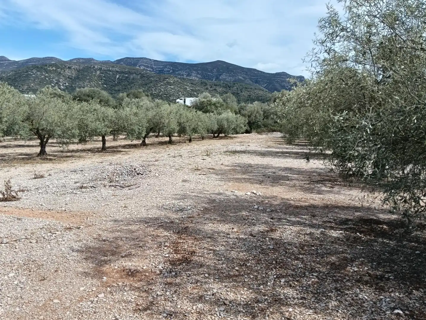 Rustikales Grundstück zum Verkauf in Ulldecona, imagen 2