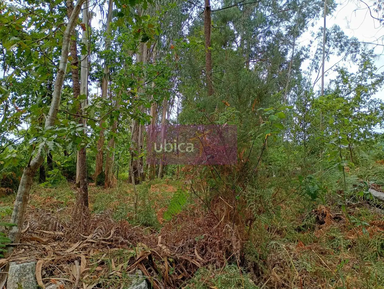 Terreni e lotti in vendita a Salceda de Caselas, imagen 7