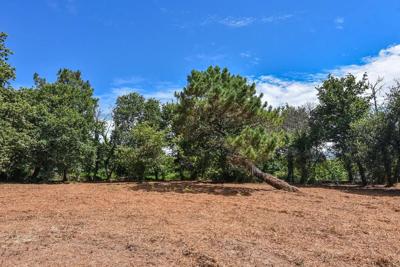 Terreni e lotti in vendita a CIDRAS-SAN XULIAN 15