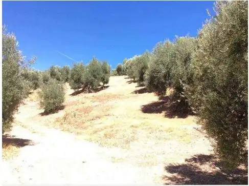 Terreni e lotti in vendita a Beas de Segura