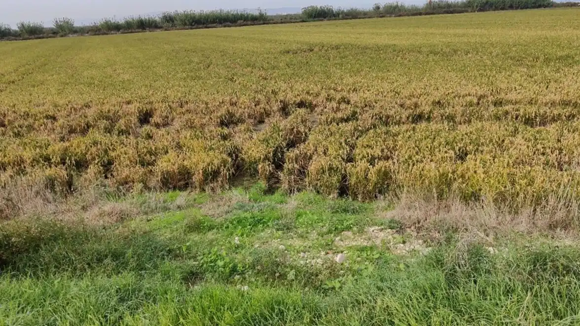 Rural land for sale in Polígono 8, 969, imagen 4