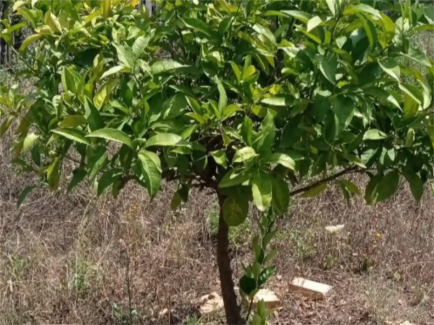 Terreno en venta en Guillena