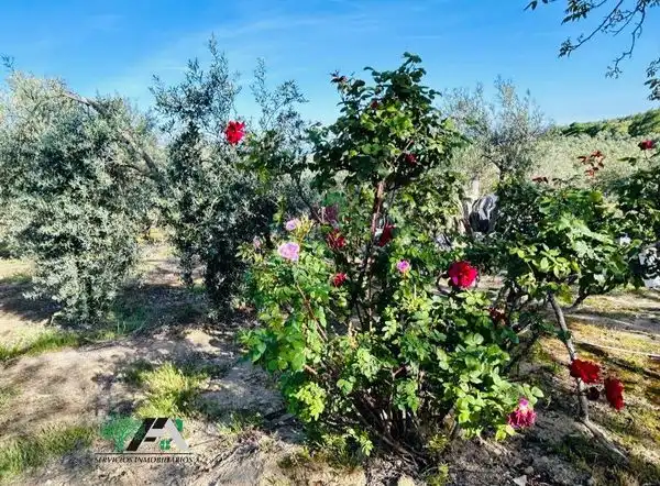 Terreni e lotti in vendita a Baeza, imagen 6