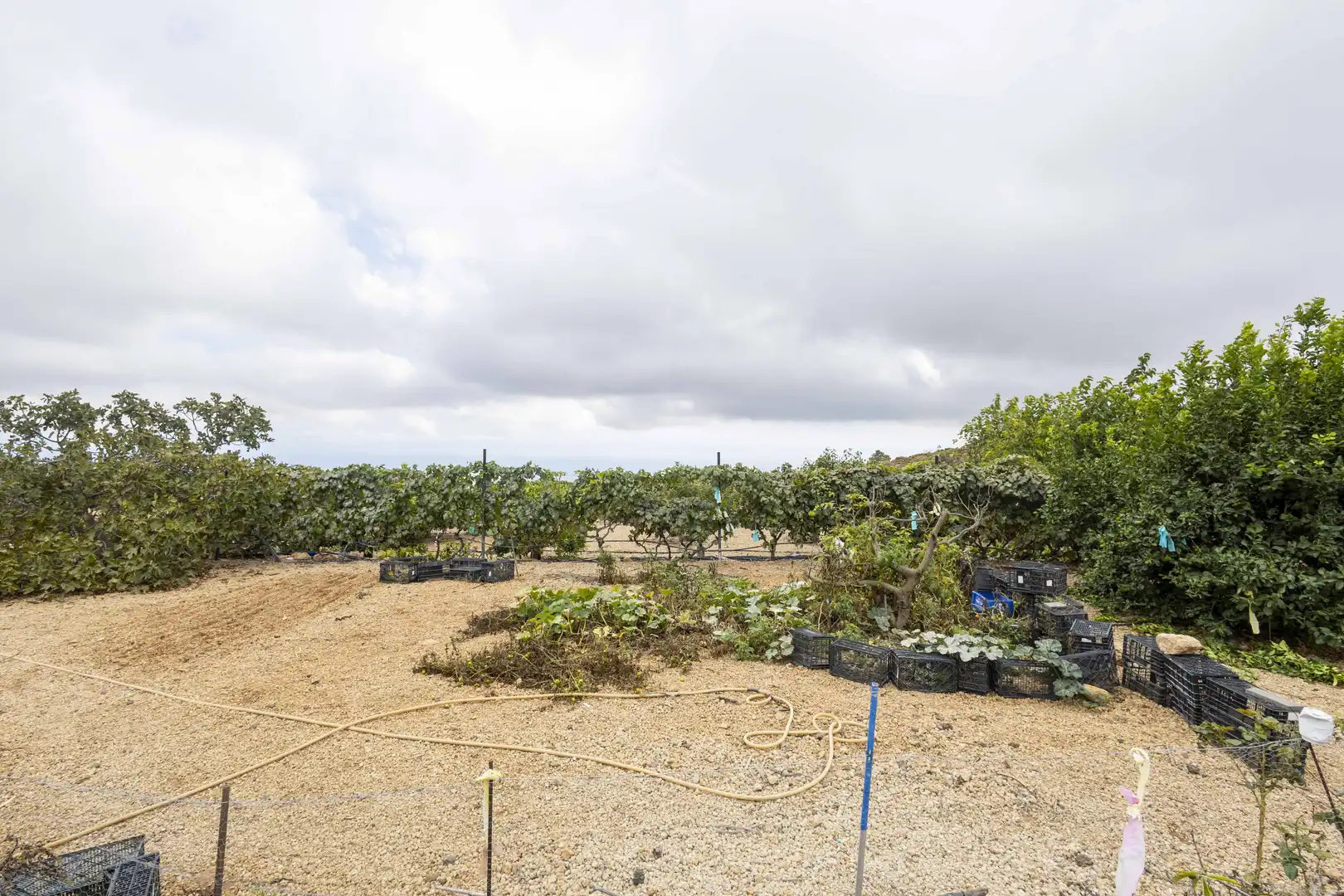 Terreno rustico in vendita a Calle San Bartolomé, imagen 11