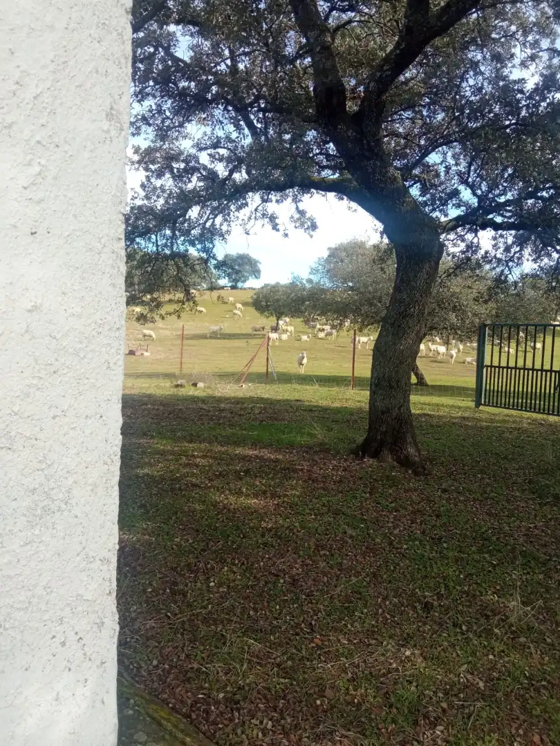 Land for sale in Cardeña