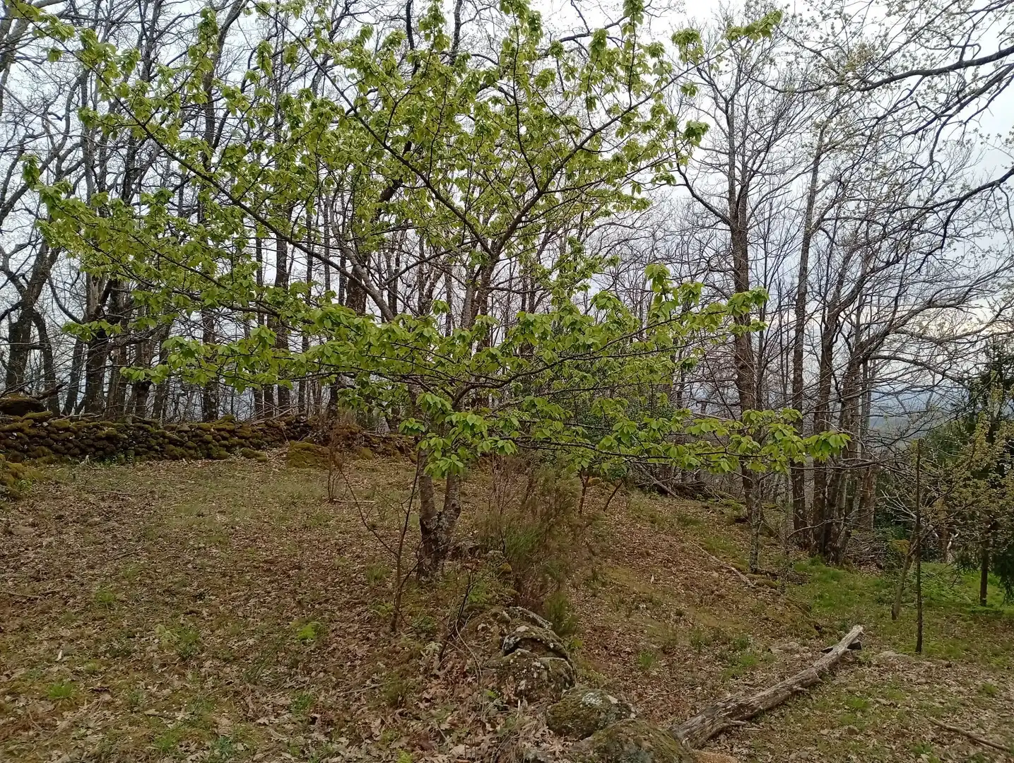 Terreni e lotti in vendita a Valverde de la Vera, imagen 52
