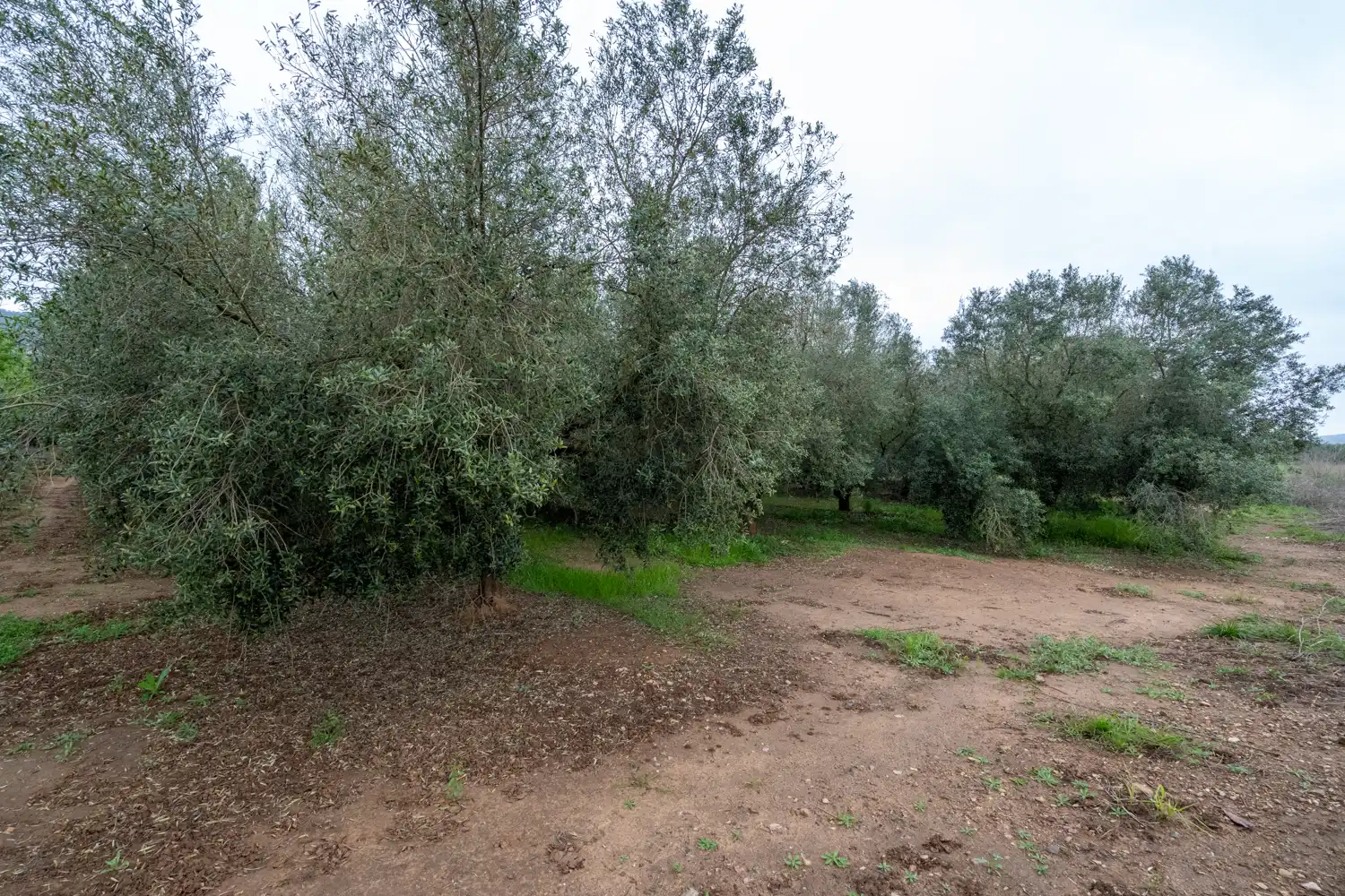 Rural land for sale in Godall, imagen 13