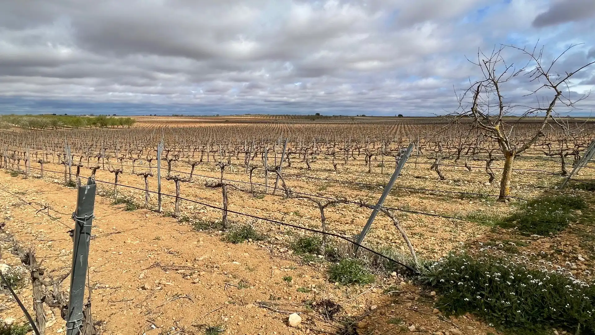 Terreny rústic en venda a Tarazona de la Mancha, imagen 11